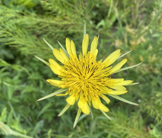 小满节气